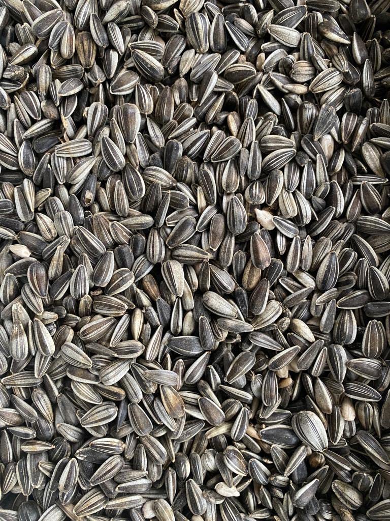 Saulespuķu sēklas Classic Bird svītrainas 25 kg x 1 gab.