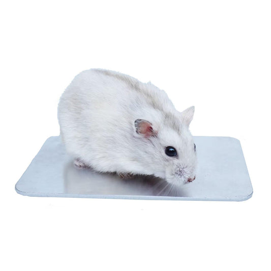 Begeterday 12cm x 8cm kāmja dzesēšanas plāksne, nepieciešams kāmju piederums vasarai kāmja būrim