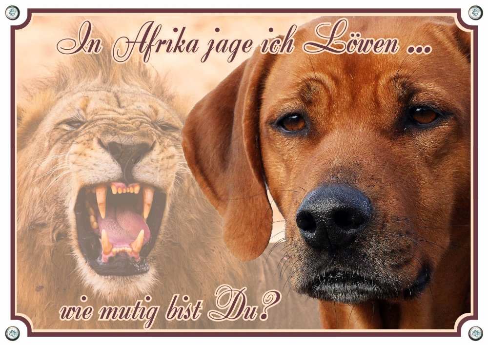 Suņa zīme Petsigns Rhodesian Ridgeback - metāla zīme - brīdinājuma zīme, pasūtāma līdz DIN A3, DIN A4
