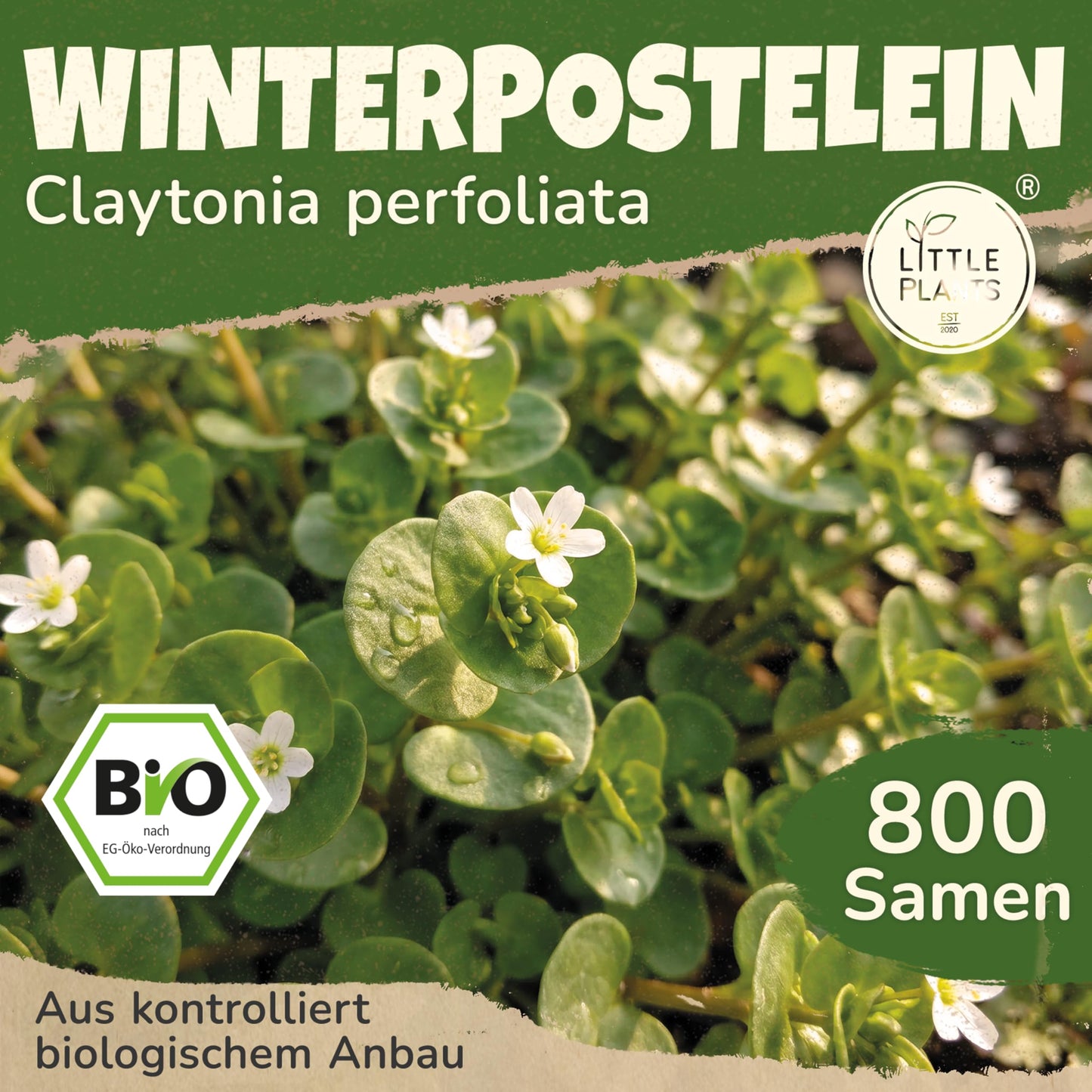 Winterpostelein sēklas Little Plants BIO 800, ziemas portulaka sēklas, salātu garšaugs balkonam, paaugstinātajām dobēm un dārzam